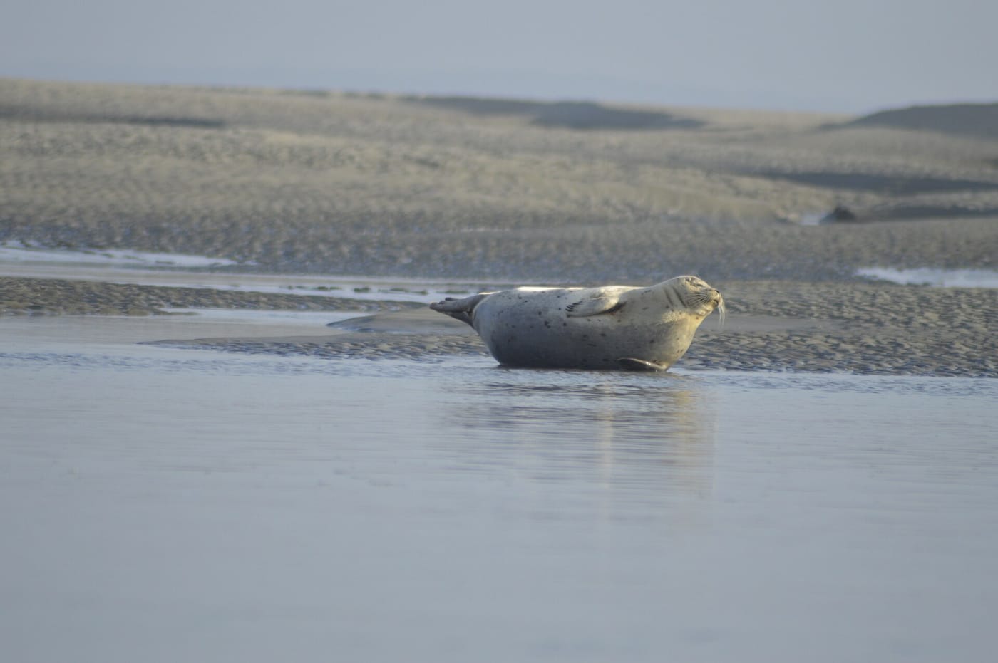 Un phoque se repose sur les bancs de sable de la baie